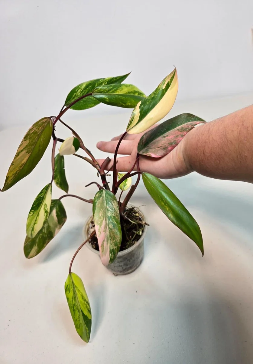 Variegated Philodendron Strawberry Shake Live Plant - Pink Philodendron - Image 3