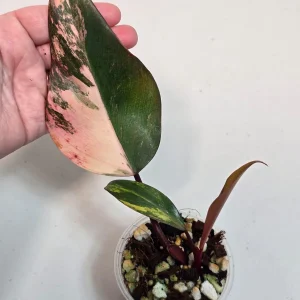 Variegated Philodendron Strawberry Shake Live Plant - Rare Pink Aroid Houseplant - Image 3