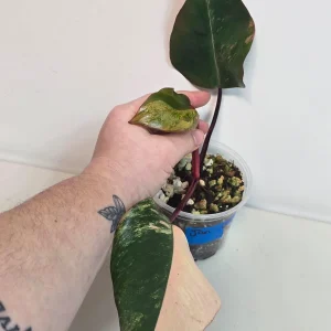 Variegated Philodendron Strawberry Shake Live Plant - Rare Pink Aroid Houseplant - Image 3