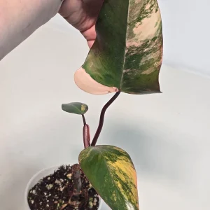 Variegated Philodendron Strawberry Shake Live Plant - Rare Pink Houseplant - Image 3
