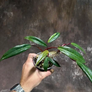 Variegated Philodendron Strawberry Shake Live Plant - Rare Collector Houseplant - Image 3