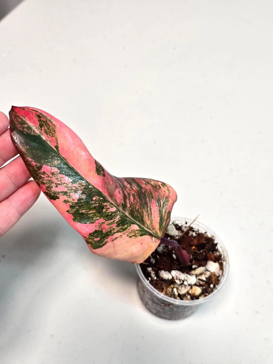 Variegated Philodendron Strawberry Shake Live Plant - Pink Philodendron - Image 3