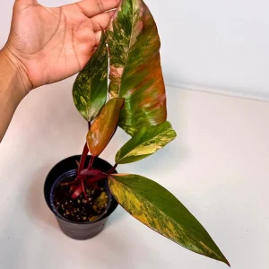 Variegated Philodendron Strawberry Shake Live Plant - Rare Pink Houseplant - Image 3