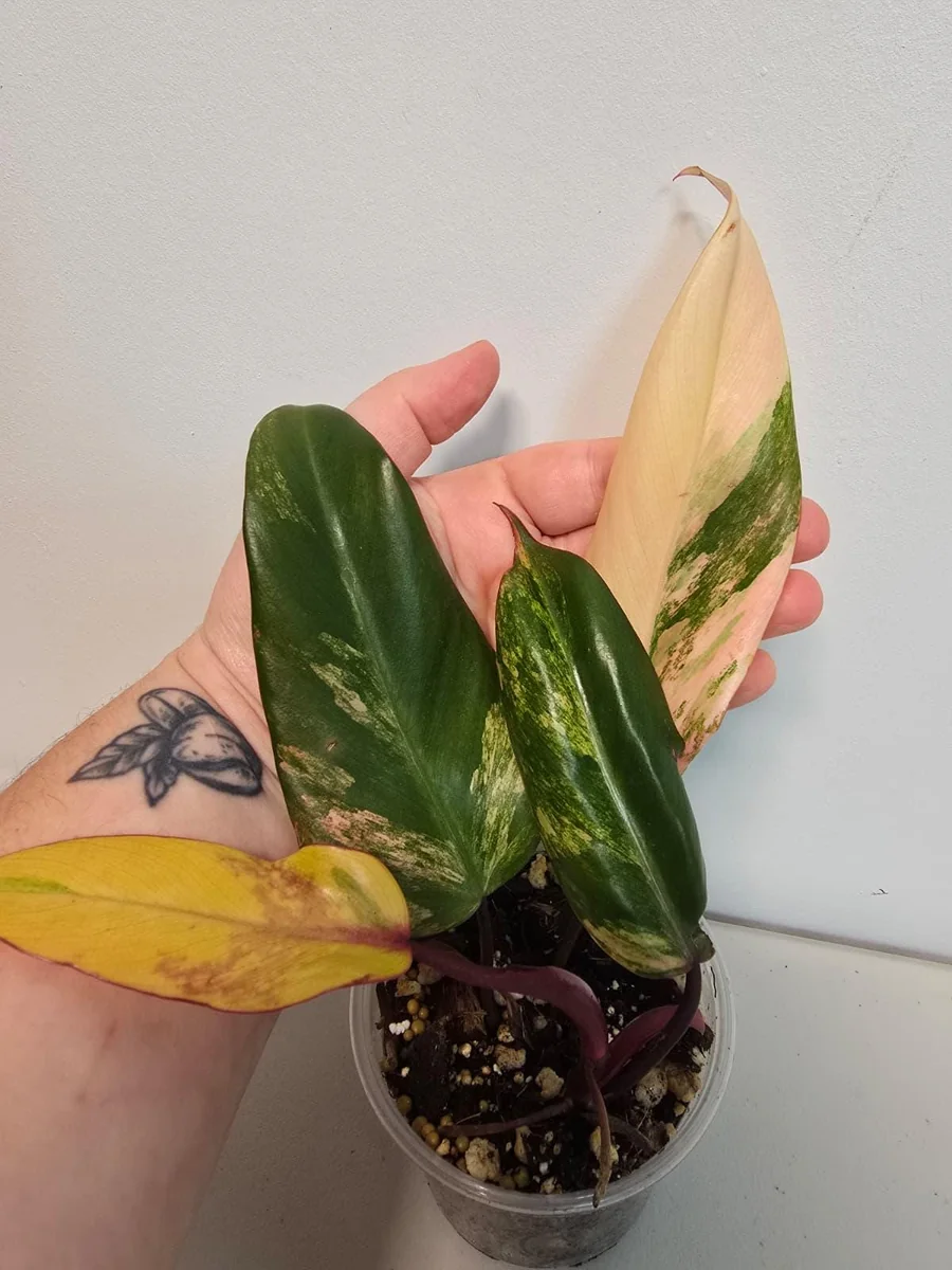 Variegated Philodendron Strawberry Shake Live Plant - Pink Houseplant - Image 3