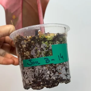 Variegated Philodendron Strawberry Shake Live Plant - Pink Philodendron Houseplant - Image 3