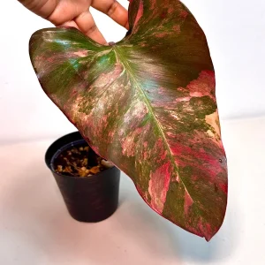 Variegated Philodendron Strawberry Shake Live Plant - Pink Philodendron Houseplant - Image 3