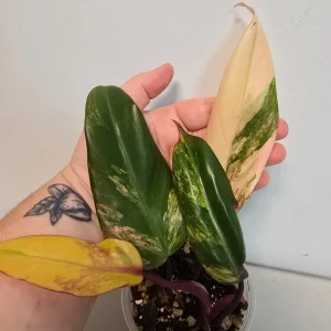 Variegated Philodendron Strawberry Shake Live Plant - Rare Pink Houseplant - Image 3