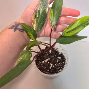 Variegated Philodendron Strawberry Shake Live Plant - Rare Pink Aroid Houseplant - Image 3