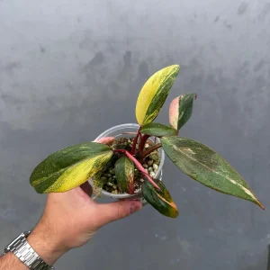 Variegated Philodendron Strawberry Shake Live Plant - Rare Houseplant - Image 3