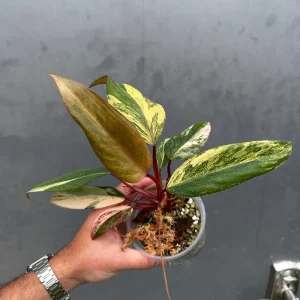Variegated Philodendron Strawberry Shake Live Plant – Rare Potted Houseplant - Image 3