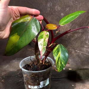 Variegated Philodendron Strawberry Shake Live Plant - Rare Indoor Houseplant - Image 3