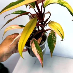 Variegated Philodendron Strawberry Shake Live Plant - Rare Indoor Houseplant - Image 3