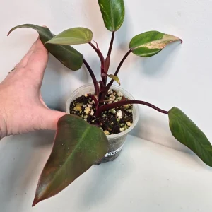 Variegated Philodendron Strawberry Shake Live Plant - Pink Philodendron - Image 3