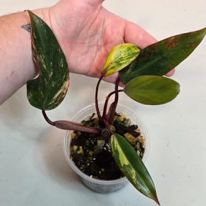 Variegated Philodendron Strawberry Shake Live Plant - Pink Philodendron - Image 3