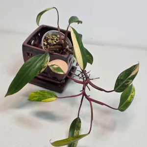 Variegated Philodendron Strawberry Shake Live Plant - Rare Pink Indoor Collector Plant - Image 3