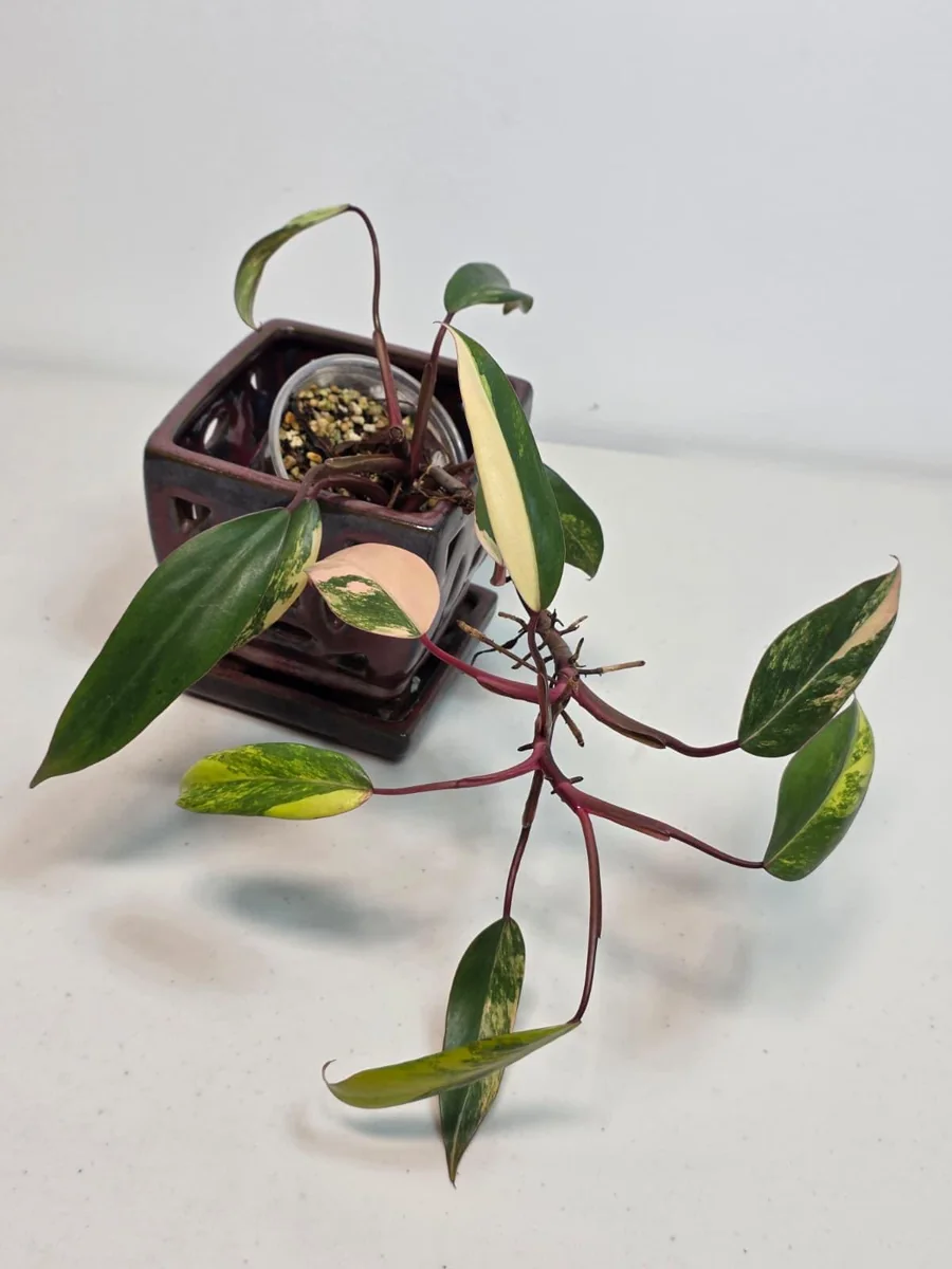 Variegated Philodendron Strawberry Shake Live Plant - Rare Pink Indoor Collector Plant - Image 3