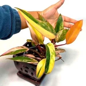 Variegated Philodendron Strawberry Shake Live Plant - Rare Indoor Collector Aroid - Image 1