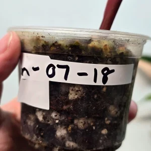 Variegated Philodendron Strawberry Shake Live Plant - Pink, White, Green Foliage - Image 4