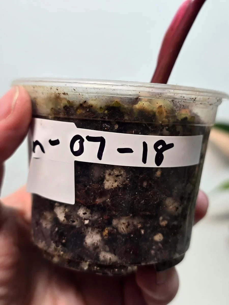 Variegated Philodendron Strawberry Shake Live Plant - Pink, White, Green Foliage - Image 4