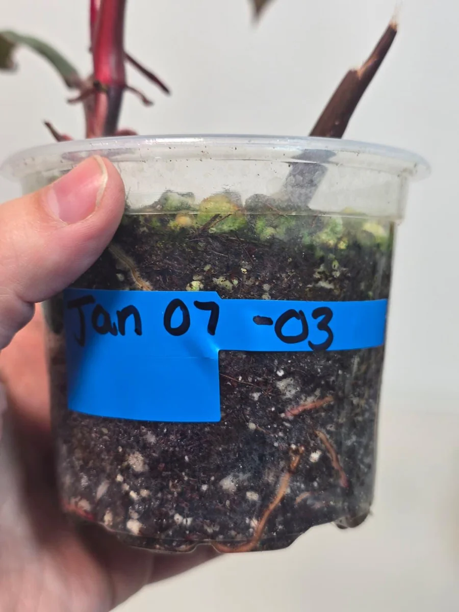 Variegated Philodendron Strawberry Shake Live Plant - Rare Pink Aroid Houseplant - Image 4