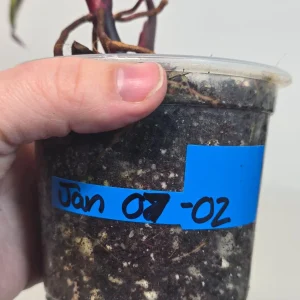 Variegated Philodendron Strawberry Shake Live Plant - Rare Indoor Houseplant - Image 4