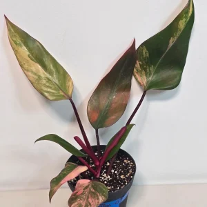 Variegated Philodendron Strawberry Shake Live Plant - Rare Pink Aroid Houseplant - Image 4