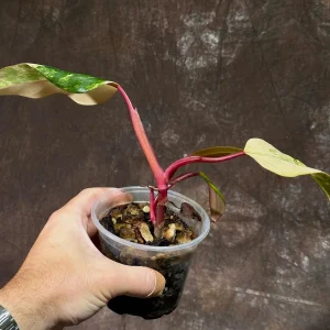 Variegated Philodendron Strawberry Shake Live Plant - Rare Pink Houseplant - Image 4