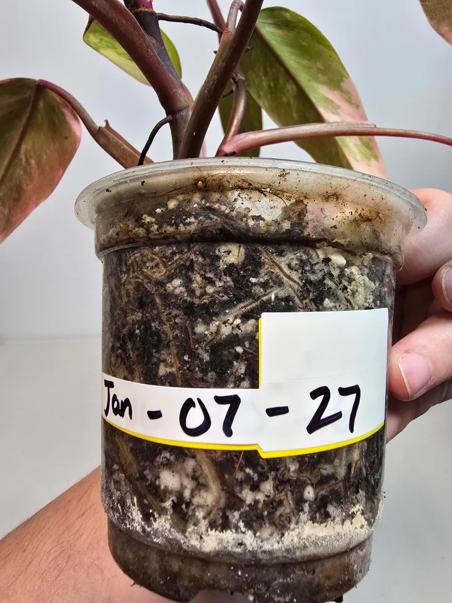 Variegated Philodendron Strawberry Shake Live Plant - Pink Philodendron - Image 4