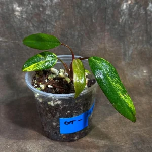 Variegated Philodendron Strawberry Shake Live Plant - Rare Indoor Collector - Image 4