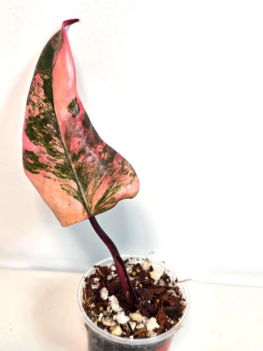 Variegated Philodendron Strawberry Shake Live Plant - Pink Philodendron - Image 4