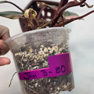 Variegated Philodendron Strawberry Shake Live Plant - Rare Pink Collector Houseplant - Image 4