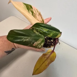 Variegated Philodendron Strawberry Shake Live Plant - Pink Houseplant - Image 4