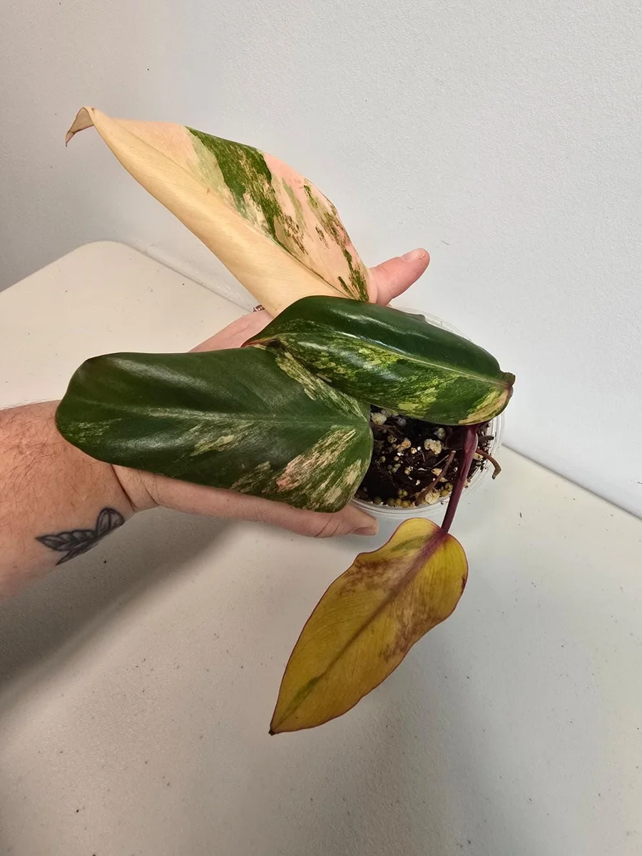 Variegated Philodendron Strawberry Shake Live Plant - Pink Houseplant - Image 4