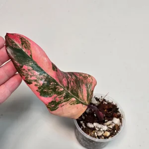 Variegated Philodendron Strawberry Shake Live Plant - Pink Philodendron Houseplant - Image 4