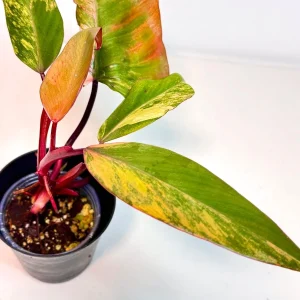 Variegated Philodendron Strawberry Shake Live Plant - Indoor - Pink & Green Foliage - Image 4