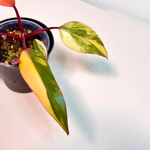 Variegated Philodendron Strawberry Shake Live Plant - Pink Aroid Houseplant - Image 4