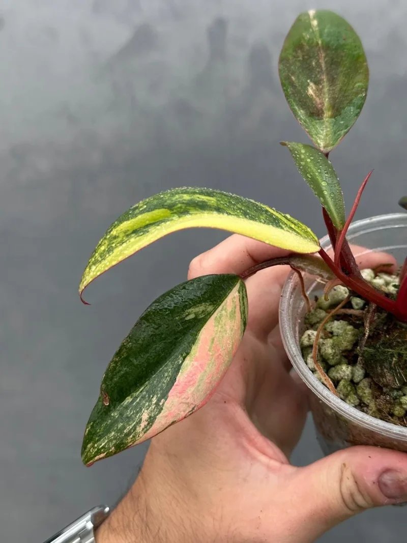 focus plants GT: Foliage Focus Fertilizer main image 1