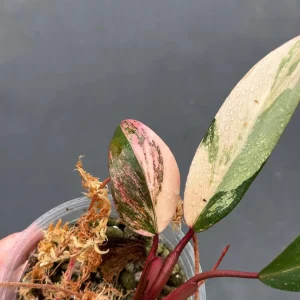 Variegated Philodendron Strawberry Shake Live Plant – Rare Potted Houseplant - Image 4