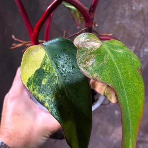 Variegated Philodendron Strawberry Shake Live Plant - Rare Indoor Houseplant - Image 4