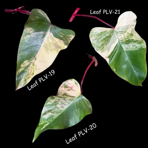 Variegated Philodendron Strawberry Shake Live Plant Cutting - Pink & Cream Foliage - Image 4
