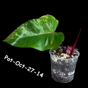 Variegated Philodendron Strawberry Shake Live Plant - Rare Aroid Houseplant - Image 4