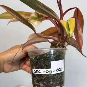 Variegated Philodendron Strawberry Shake Live Plant - Rare Indoor Collector Aroid - Image 4