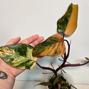 Variegated Philodendron Strawberry Shake Live Plant - Rare Pink Aroid Houseplant - Image 4