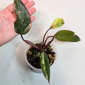 Variegated Philodendron Strawberry Shake Live Plant - Pink Philodendron - Image 4