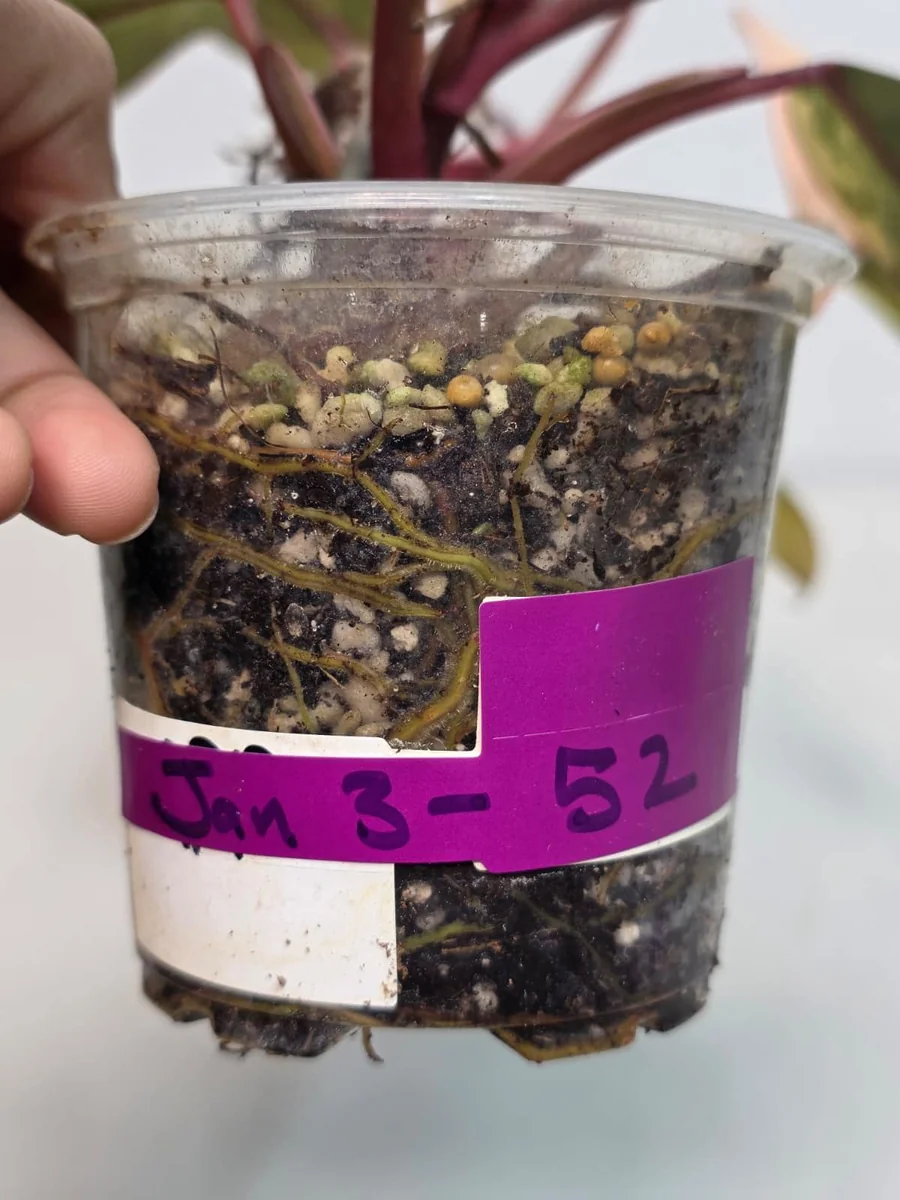 Variegated Philodendron Strawberry Shake Live Plant - Rare Pink Indoor Collector Plant - Image 4