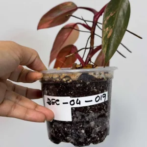 Variegated Philodendron Strawberry Shake Live Plant - Rare Houseplant - Image 5