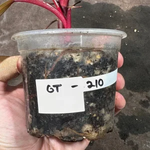 Variegated Philodendron Strawberry Shake Live Plant - Rare Pink Houseplant - Image 5