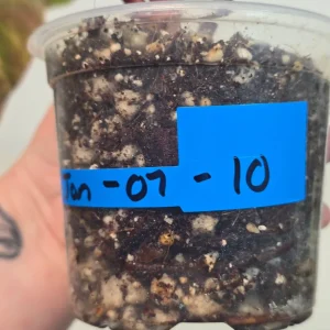 Variegated Philodendron Strawberry Shake Live Plant - Rare Indoor Pink Plant - Image 5