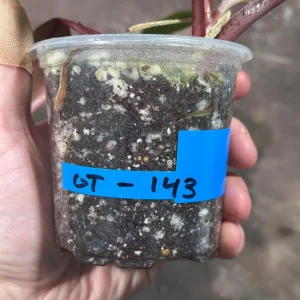 Variegated Philodendron Strawberry Shake Live Plant - Rare Indoor Collector - Image 5