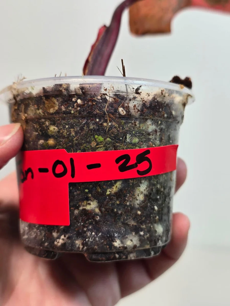 Variegated Philodendron Strawberry Shake Live Plant - Pink Philodendron - Image 5